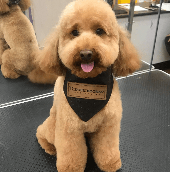 Dog Scarf Oilskin General Didgeridoona