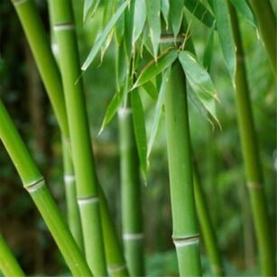 Benefits of Wearing Bamboo