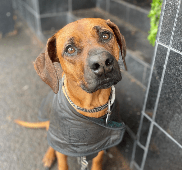 Oilskin 2025 dog coat